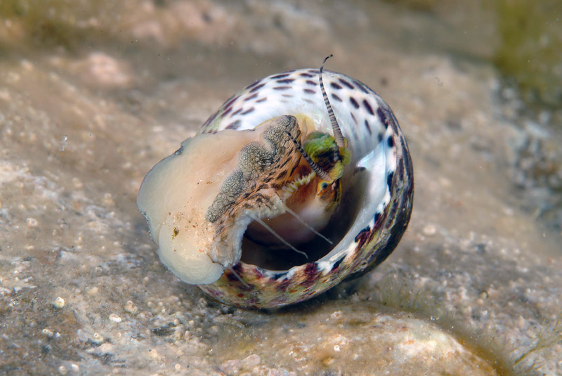 Monodonta turbinata